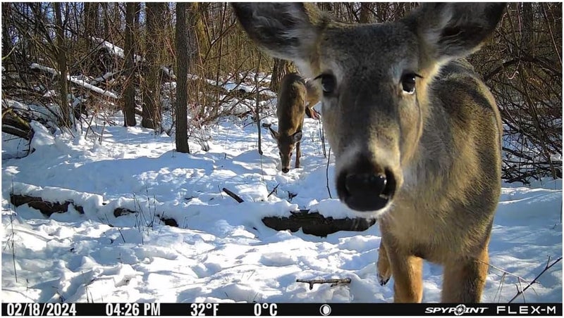 Spypoint Flex-M Cellular Trail Camera - Best Hunting Accessories, No WiFi Needed, Night Vision, Motion Activated, Dual-Sim LTE, IP65 Water-Resistant Game Camera, 28MP Photos, 720p Videos + Sound (1) - Image 2